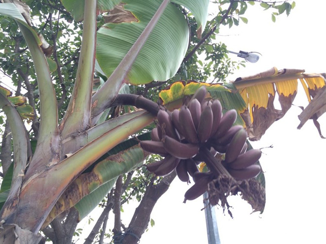 Chi&ecirc;m ngưỡng c&acirc;y chuối ra quả m&agrave;u t&iacute;m &ldquo;độc nhất v&ocirc; nhị&rdquo; ở H&agrave; Nội - Ảnh 1.