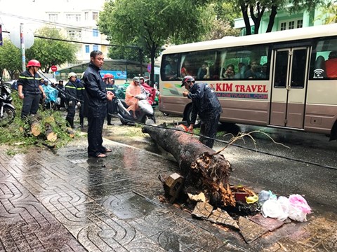 C&acirc;y xanh đổ, nhiều người tho&aacute;t chết trong gang tấc - Ảnh 1.