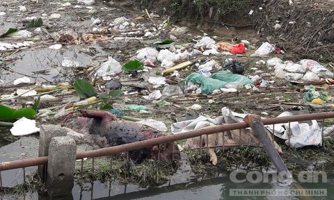 Xác lợn bốc mùi hôi thối trôi trên kênh nước tưới tiêu - Ảnh 1.