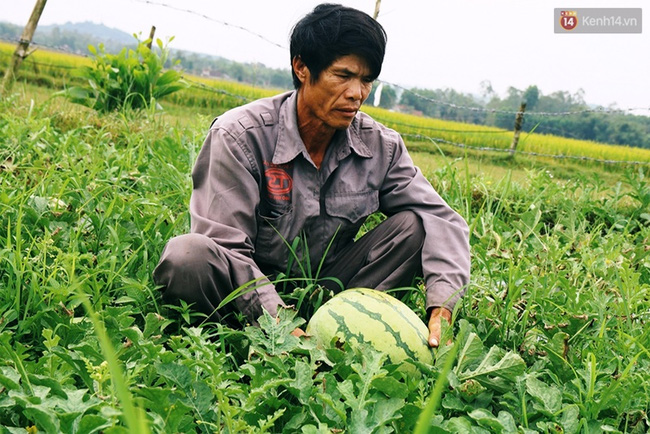 Thương người dân Quảng Ngãi đổ dưa hấu cho bò ăn, người Hà Nội ra tay giải cứu - Ảnh 2.