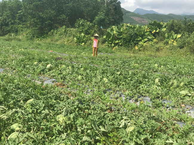 Thương người dân Quảng Ngãi đổ dưa hấu cho bò ăn, người Hà Nội ra tay giải cứu - Ảnh 1.