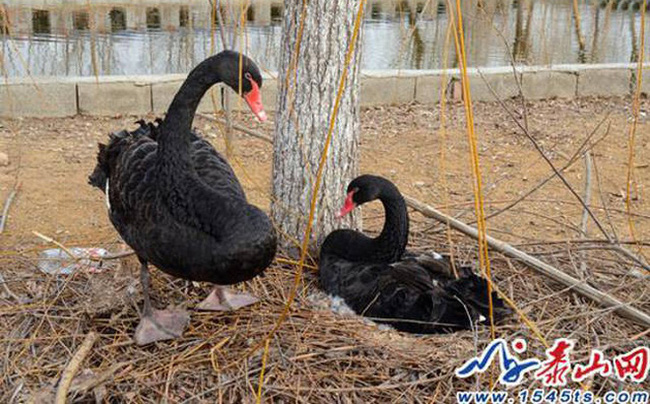 Hết vùi hoa dập liễu, du khách Trung Quốc lại hồn nhiên coi thiên nga như... vịt nhà mình - Ảnh 1.