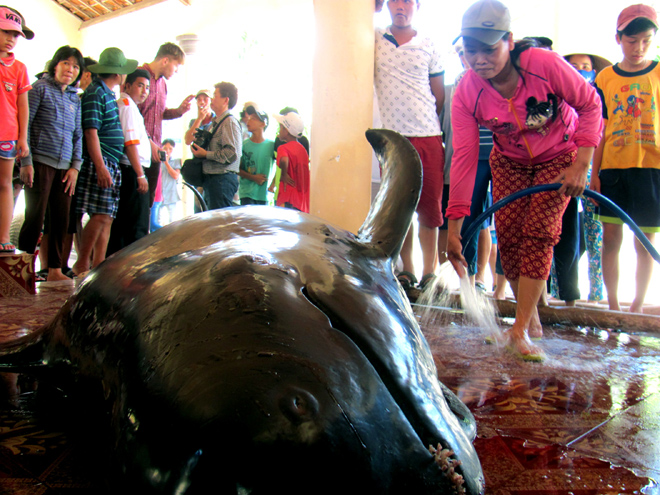 Phú Yên: Cá voi nặng hơn một tấn dạt vào bờ biển - Ảnh 1.