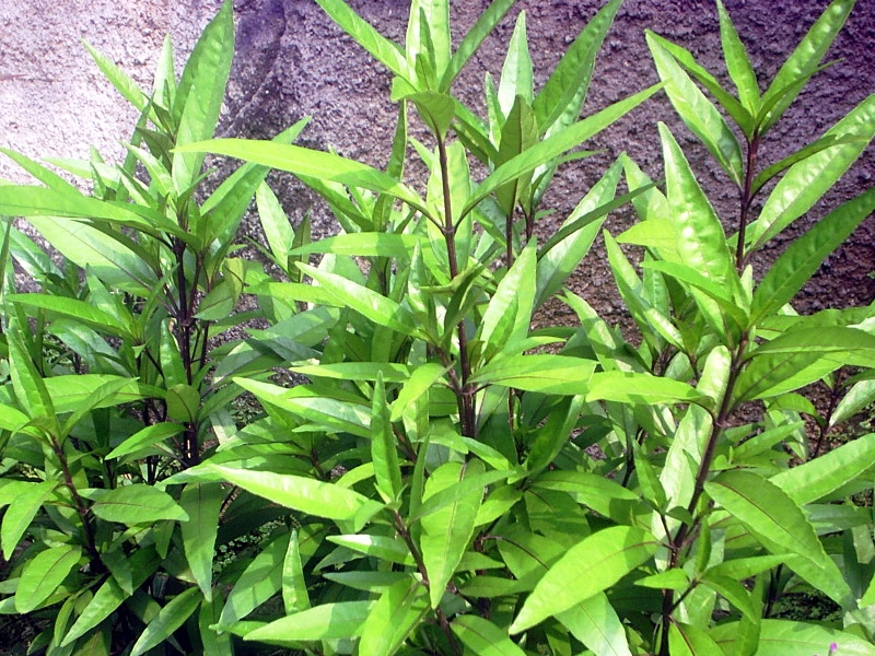 Ph&aacute;t hiện đột ph&aacute; về t&aacute;c dụng điều trị HIV của c&acirc;y l&aacute; liễu t&igrave;m thấy ở Việt Nam - Ảnh 1.