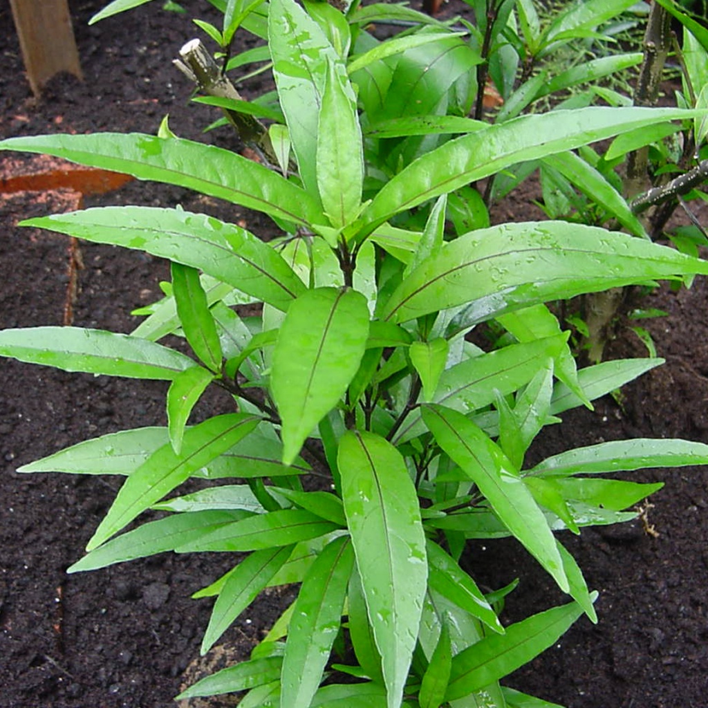 Ph&aacute;t hiện đột ph&aacute; về t&aacute;c dụng điều trị HIV của c&acirc;y l&aacute; liễu t&igrave;m thấy ở Việt Nam - Ảnh 2.