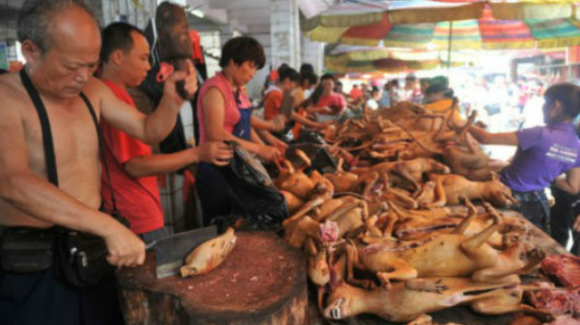 Tin tức thế giới: Hàng nghìn chú chó vẫn bị giết thịt công khai trước lễ hội thịt chó Trung Quốc - Ảnh 1.