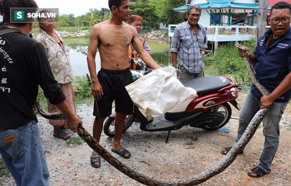 Trăn lớn đu mình trên xà nhà, hổ mang chúa có nọc độc chết người quá giang trên ô tô - Ảnh 1.