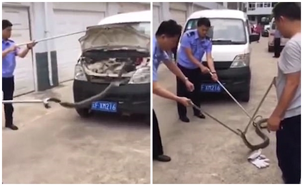 Trăn lớn đu mình trên xà nhà, hổ mang chúa có nọc độc chết người quá giang trên ô tô - Ảnh 2.