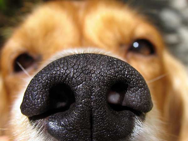 Nếu con người có vân tay thì mỗi chú chó lại sở hữu vân mũi cực đặc biệt đấy!  - Ảnh 2.