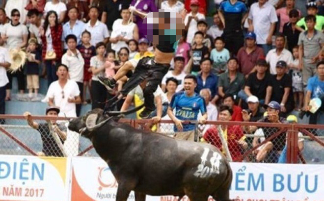 Tạm dừng lễ hội, y&ecirc;u cầu Đồ Sơn kiểm tra chất k&iacute;ch th&iacute;ch trong tr&acirc;u chọi h&uacute;c chết chủ - Ảnh 1.