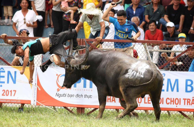 Lễ hội chọi trâu Đồ Sơn bỏ vòng đấu loại, chỉ tổ chức vòng chung kết - Ảnh 1.