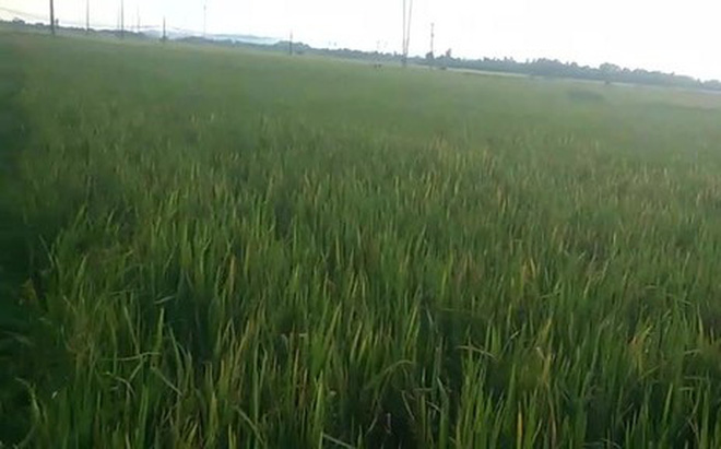 Tìm thấy thi thể 2 anh em ruột ôm nhau dưới ruộng lúa - Ảnh 1. Tìm thấy thi thể 2 anh em ruột ôm nhau dưới ruộng lúa - Ảnh 1.