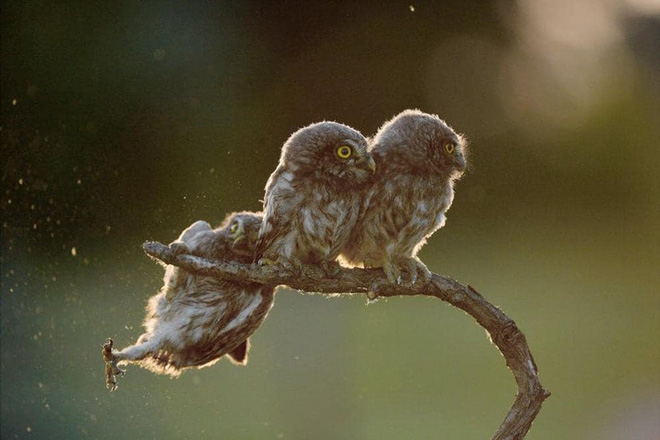 Tạo nên những giây phút vui nhộn và thích thú bằng cách tham gia cuộc thi Comedy Wildlife. Cùng xem qua những bức ảnh động vật tuyệt đẹp và hài hước để thấy rõ sự thông minh và hoạt bát của động vật mà chúng ta chưa bao giờ tiếp cận.