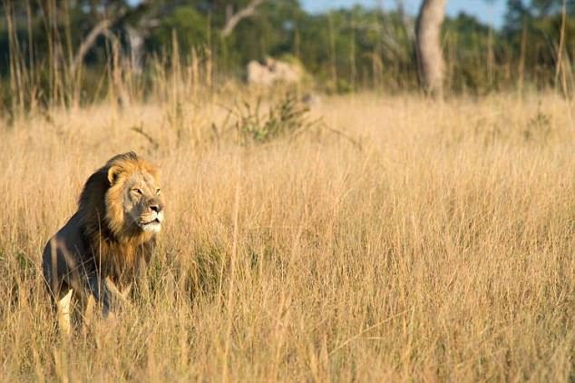 Con trai của Cecil - chú sư tử biểu tượng của Zimbabwe từng bị nha sĩ chặt đầu dã man, cũng đã bị bắn chết - Ảnh 2.