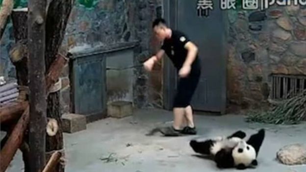 Sự thật đằng sau đoạn video bạo hành gấu trúc khiến cộng đồng mạng Trung Quốc phẫn nộ - Ảnh 2.
