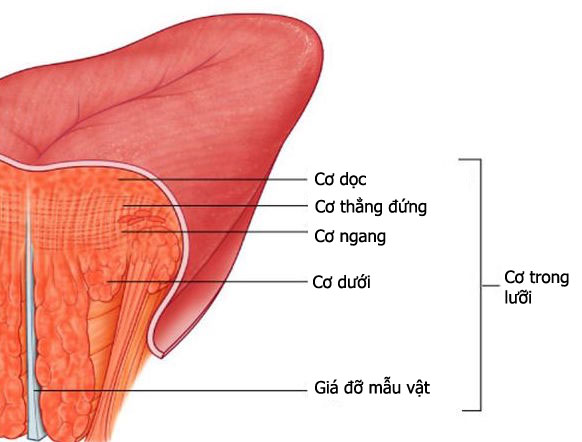 Hoa lưỡi 3 cánh và khả năng đặc biệt mà chỉ có 1% người trên thế giới có được - Ảnh 3.