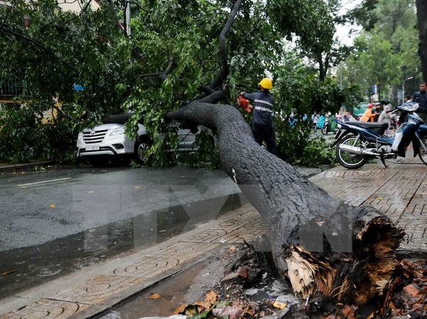 Đắk N&ocirc;ng: Mưa lớn k&eacute;o đổ c&acirc;y th&ocirc;ng kh&ocirc; đ&egrave; hai mẹ con tử vong tại chỗ - Ảnh 1.