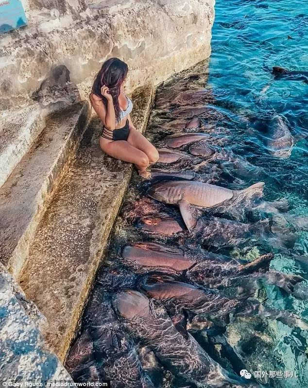 Người mẫu vẫn bình an vô sự dù chụp ảnh với cả đàn cá mập vây quanh chỉ vì 1 lí do - Ảnh 2.