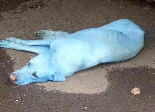 Ấn Độ: Kinh ngạc với sự xuất hiện của chú chó màu xanh lam - Ảnh 1.
