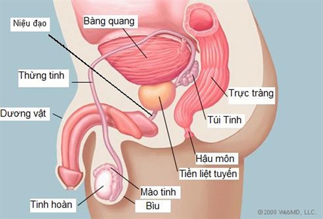 Người đàn ông ở Gia Lai vỡ tinh hoàn vì heo cắn - Ảnh 2.