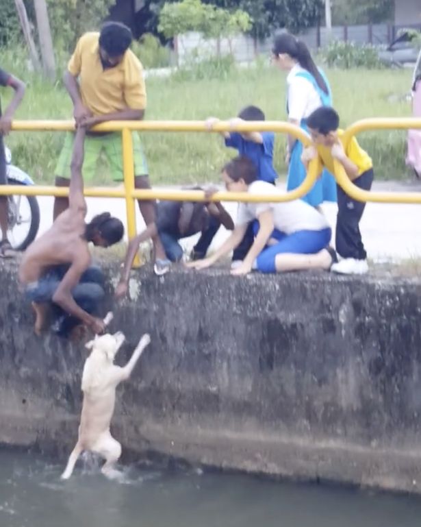 Chàng trai quên mình cứu chú chó đang chới với giữa dòng nước khiến nhiều người xúc động - Ảnh 3.