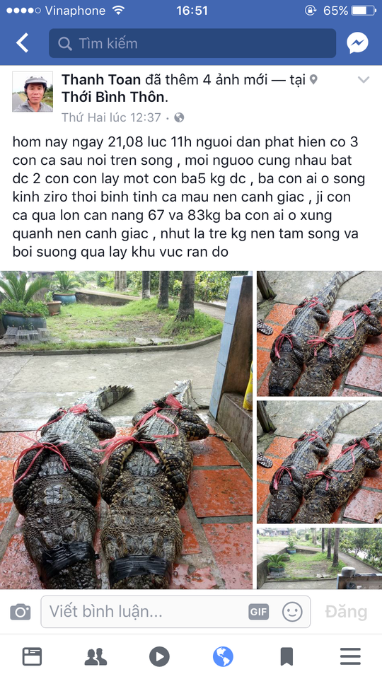 Sự thật vụ bắt được 2 c&aacute; sấu &ldquo;khủng&rdquo; sổng chuồng - Ảnh 1.