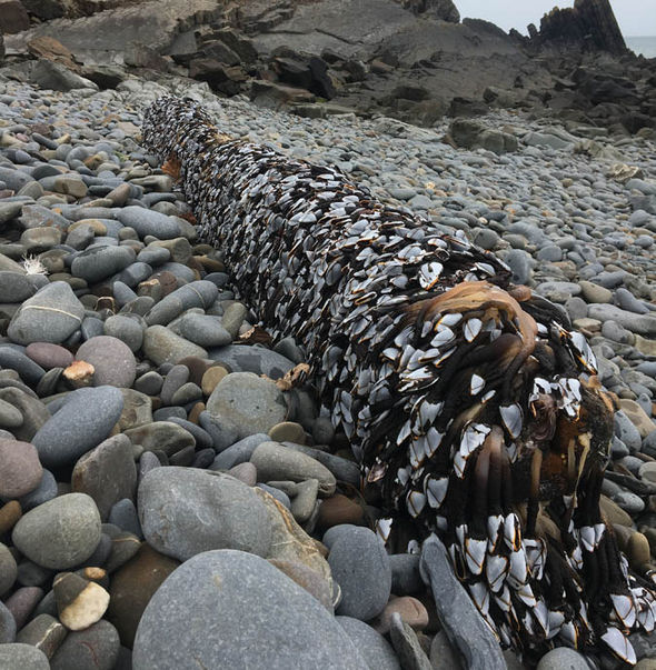Đi dạo trên bãi biển, cô gái sửng sốt phát hiện hàng loạt sinh vật lạ bám kín tảng đá - Ảnh 2.