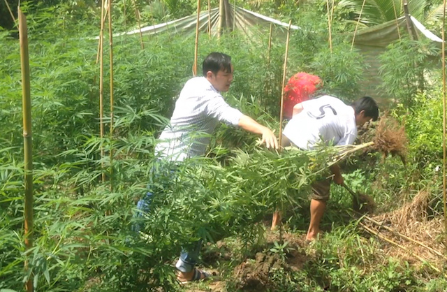 Phát hiện người dân trồng 300m2 cây cần sa trong vườn nhà - Ảnh 1.