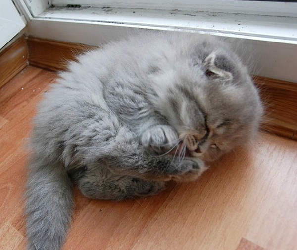 Hãy cùng nhìn vào những hình ảnh dáng ngủ của những chú mèo con đáng yêu này. Bạn sẽ không thể không thích chúng!