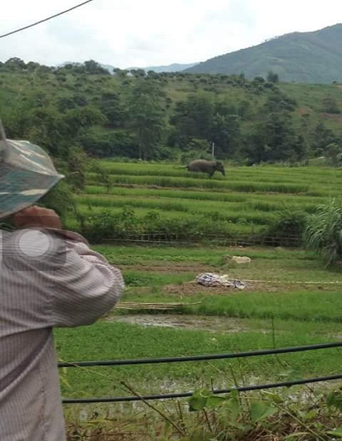 Sơn La: Người dân hốt hoảng vì voi rừng tắm ở ao cá, ngủ tại chuồng bò! - Ảnh 1.