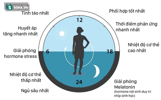 Công thức sống lành mạnh: Ăn, tập, ngủ đảm bảo đồng hồ sinh học vận hành tốt nhất - Ảnh 2.