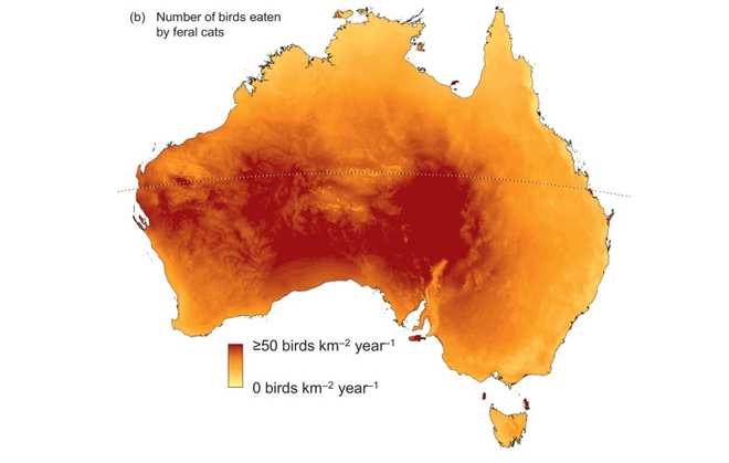Mèo đang giết mọi loài động vật ở Úc, cơ quan chức năng không biết làm gì để ngăn cản - Ảnh 2.