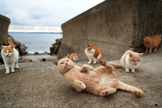 Loài mèo đã trở thành bá chủ ‘thống trị’ những vùng đất Nhật Bản - Ảnh 1.