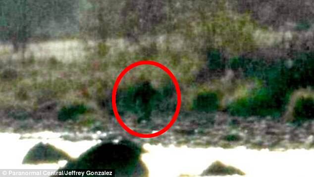 Người n&ocirc;ng d&acirc;n hoảng sợ khi ph&aacute;t hiện tận 5 sinh vật b&iacute; ẩn giống Bigfoot trong trang trại - Ảnh 1.
