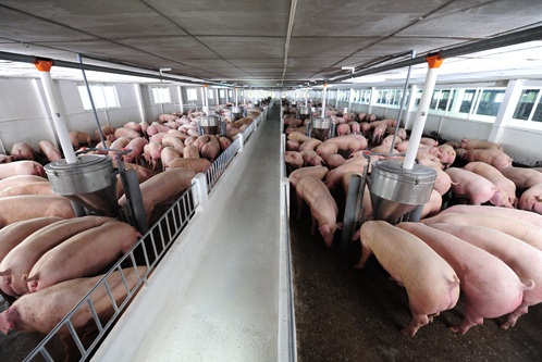 Tắc đường sang Trung Quốc, 4 triệu tấn lợn lo ế nặng - Ảnh 2.