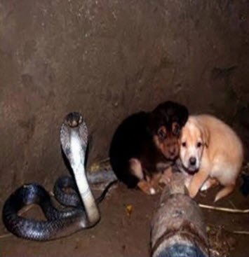 2 chú chó rơi xuống hố sâu tưởng chết, ân nhân cứu mạng không ai ngờ là con rắn hổ mang cực độc - Ảnh 1.
