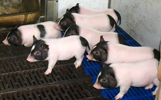 Các nhà khoa học Trung Quốc cấy gen chuột vào lợn khiến thịt của chúng nạc hơn - Ảnh 1.