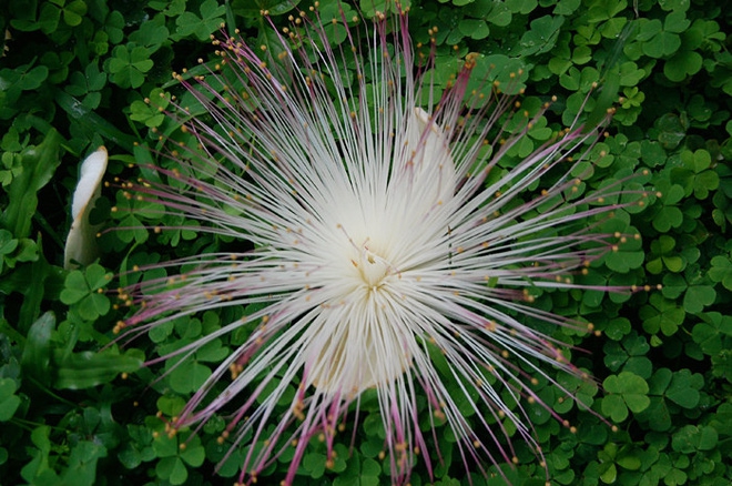 Các loài hoa đẹp lạ - Alo Flowers