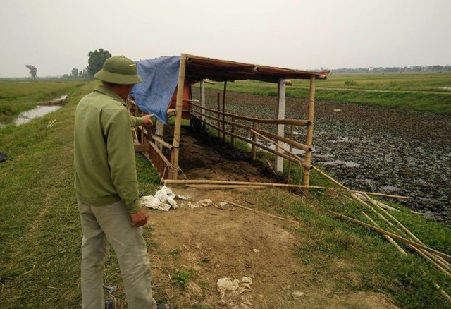 Hải Dương: Hé lộ nguyên nhân vụ hàng chục con trâu bị cắt gân chân - Ảnh 1.