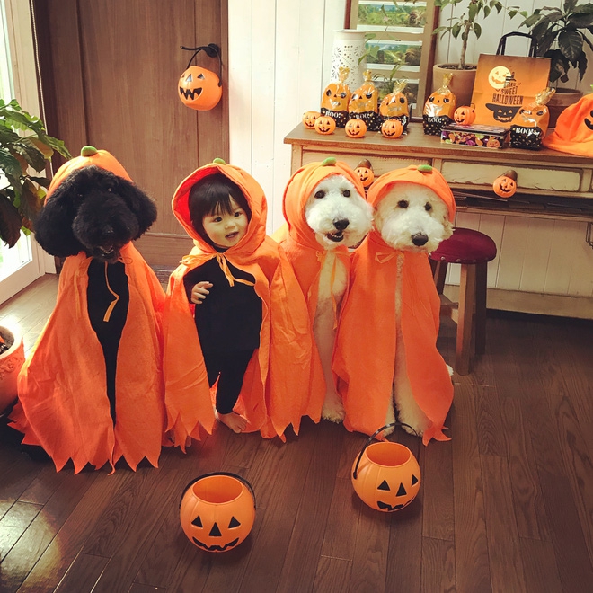 Loạt ảnh hóa trang Halloween hoành tráng nhất mạng xã hội của bé gái Nhật và những người bạn thú cưng - Ảnh 2.