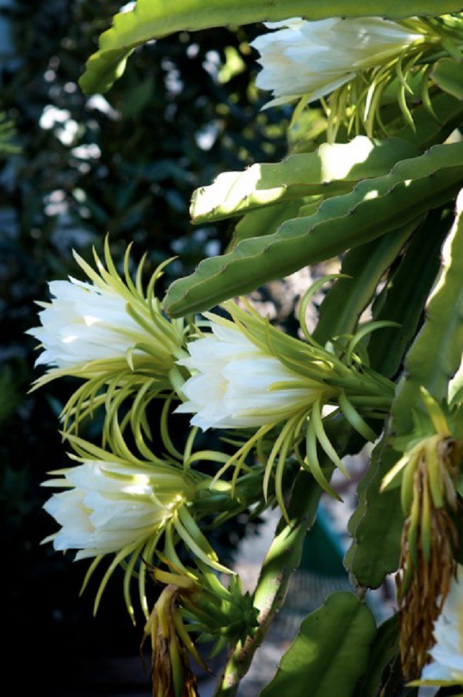  Loài cây này ai nghe tên cũng biết nhưng không ngờ rằng hoa của nó phát sáng đẹp như cổ tích vậy - Ảnh 2.