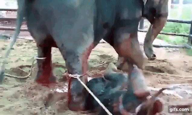 Kinh ho&agrave;ng cảnh tượng voi mẹ giẫm đạp kh&ocirc;ng thương tiếc voi con mới sinh - Ảnh 1.