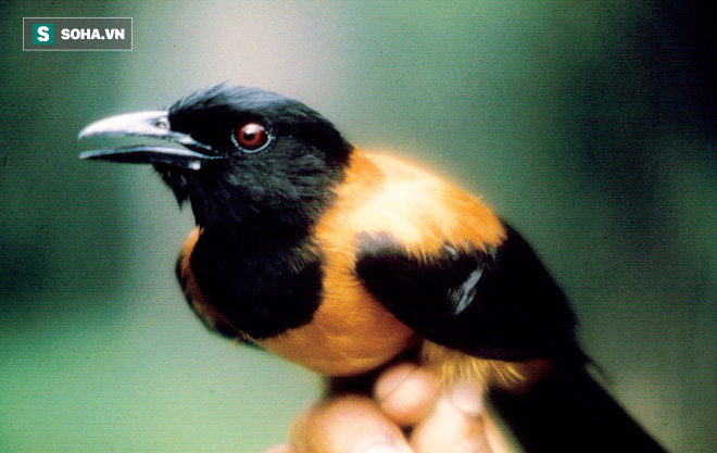 Loài chim duy nhất trên thế giới có độc, chỉ cần chạm vào lông cũng có thể mất mạng - Ảnh 1.