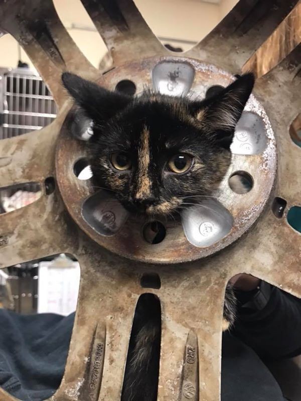 Hi hữu: Mèo con được đưa đi cấp cứu vì chui đầu vào bánh xe - Ảnh 1.