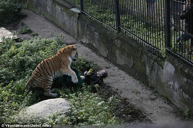 Kết luận bất ngờ của vườn thú có nhân viên bị hổ vồ - Ảnh 1.