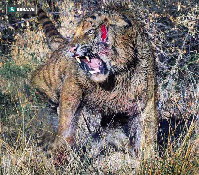 Hổ cái Champawat: Con quỷ dữ giết người hàng loạt, cướp đi ít nhất 430 sinh mạng - Ảnh 1.