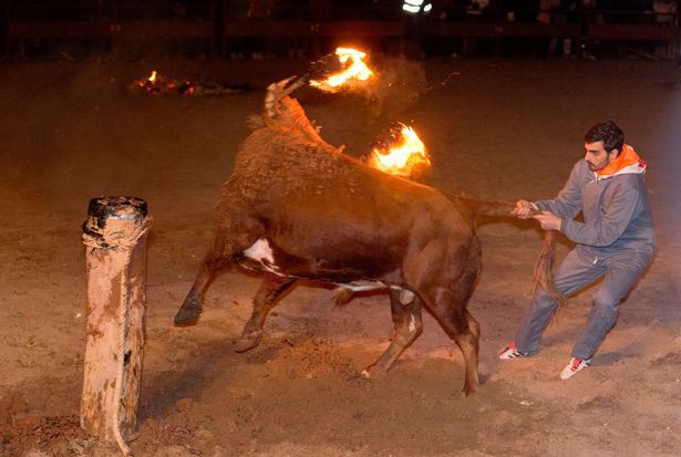 Số phận đau thương những ch&uacute; b&ograve; trong lễ hội T&acirc;y Ban Nha: Sừng bị thi&ecirc;u rụi, quằn quại trong lửa - Ảnh 1.
