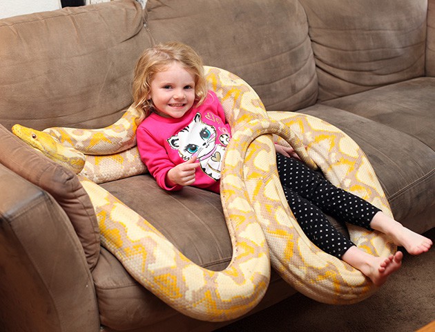 Despite the danger, the father let his 3-year-old daughter play with a giant python almost 6 meters long - Photo 2.