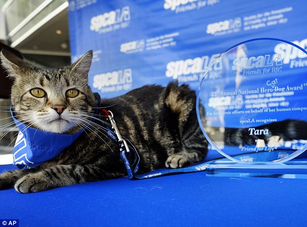 Chú mèo nhận giải thưởng danh dự chỉ dành cho chó nhờ cứu sống cậu bé tự kỷ thoát chết trong gang tấc - Ảnh 5.