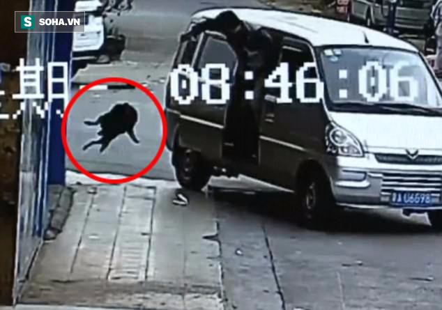 Clip: M&agrave;n trộm ch&oacute; qu&aacute; nhanh qu&aacute; nguy hiểm của cẩu tặc ở Trung Quốc - Ảnh 1.